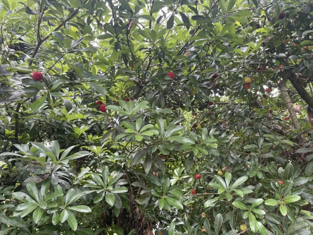 圖片