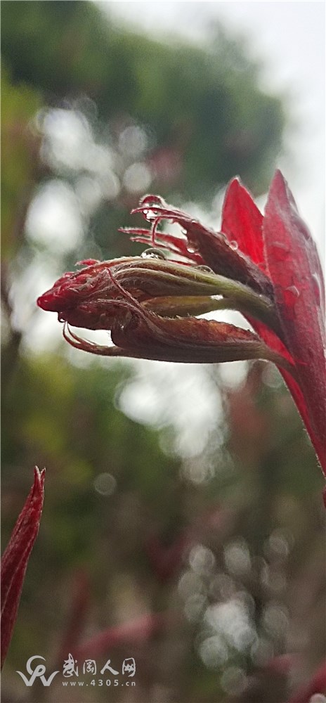 那些夏天吹过的风