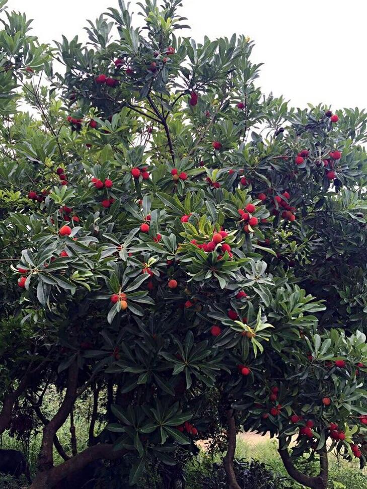 臆想（微小说）