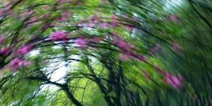 五律 . 韶光易锦  步蔡华昌君《乡村夏季》韵