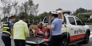 武冈高速上惊现这样一幕