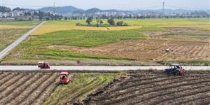 武冈市多措并举力促冬种油菜高产增效