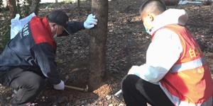 武冈市启动城区绿化白蚁防治工作