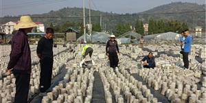 武冈市龙溪镇：种下黑木耳 共绘丰收图