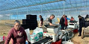 武冈：连栋温室大棚高效育苗全力保障25.8万亩早稻生产