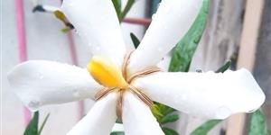 栀子花开遍地香