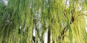 童年拾忆 / 七岁走访杨柳井