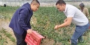 “辣”动晏田 “椒”闻天下 晏田辣椒大棚开园