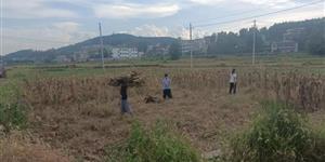 武岡雙牌鎮(zhèn)多舉措推進(jìn)秸稈禁燒與綜合利用