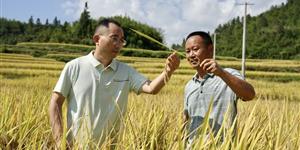 武岡黃茅富硒大米連續(xù)五年通過有機(jī)認(rèn)證