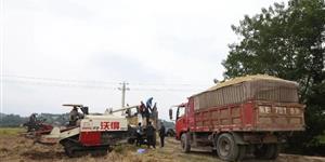 武冈晚稻测产助力粮食增产