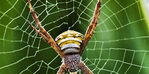 蛛恩（笔记小说）