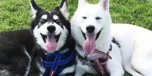 仇穷（笔记小说）