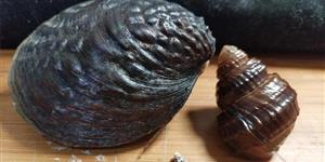 武冈俗语释义（九）大哥莫港二哥，螺蛳莫港蚌壳