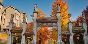 武冈城王城公园的银杏叶黄了