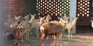 武冈市秦桥镇：梅花鹿产业跑出乡村振兴“加速度”