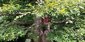 保元桂花树院子奇缘