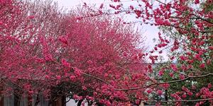 武冈赏桃花绝佳之境