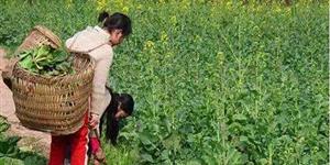 扯猪草：从岁月尘埃里开出的新绿