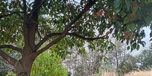 爱祖与忘祖：心灯照见来时路