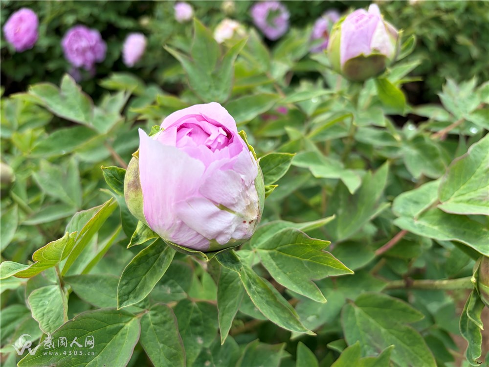 IMG_0657.jpeg IMG_0657.jpeg