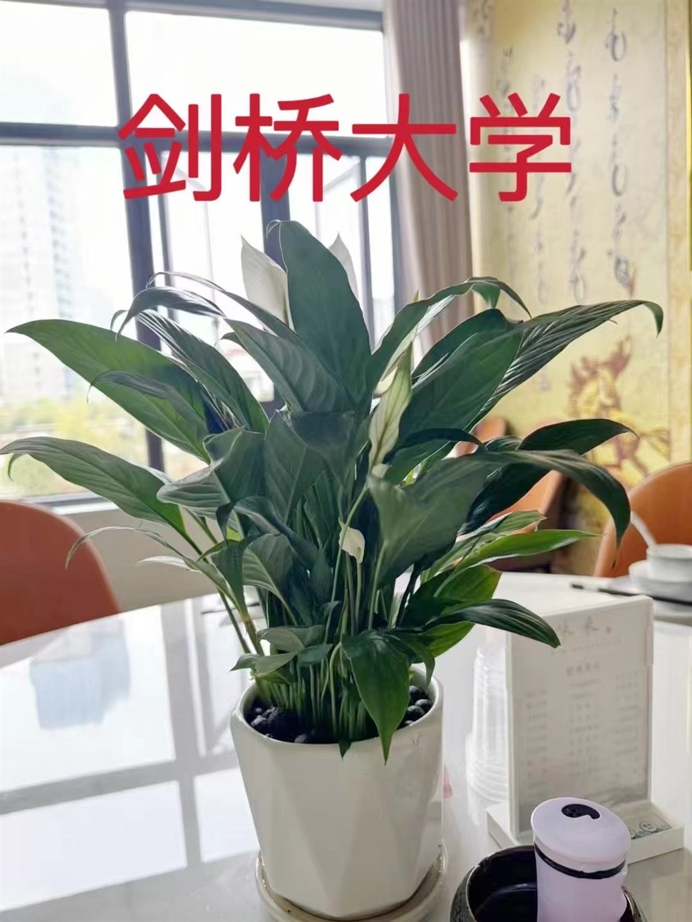 0d1d731ab7c10e63696926ab8087d17c.jpg 0d1d731ab7c10e63696926ab8087d17c.jpg