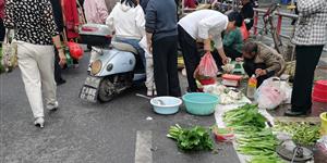 武冈人有口福了，本地蔬菜陆续上市